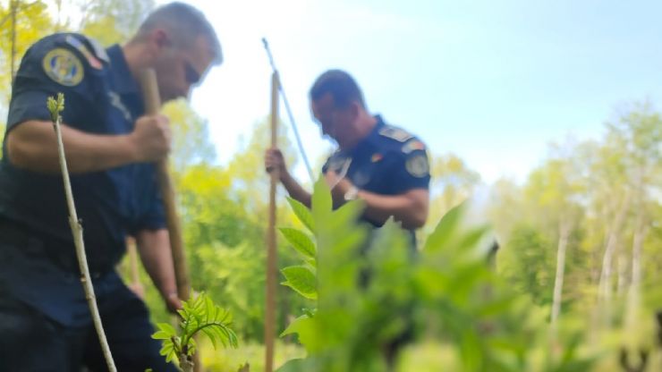 Polițiștii au plantat peste 6.700 de puieți de frasin și stejar în pădurea Noroieni